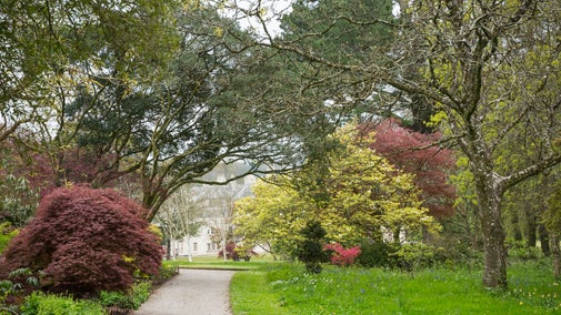 Saltram autumn colour at middle glade